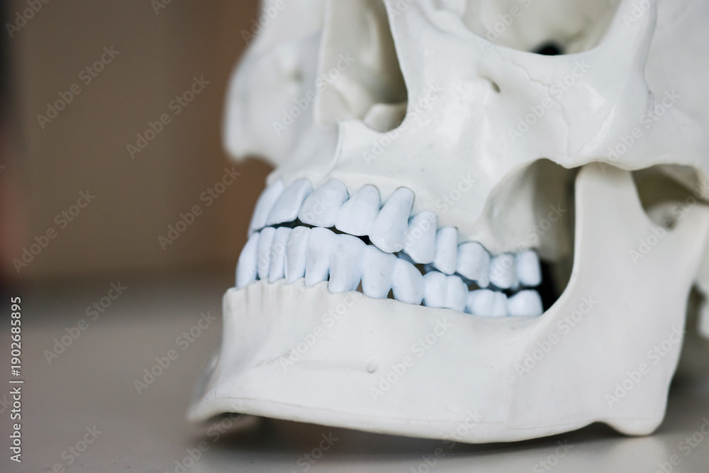 custom made wallpaper toronto digitalSkull model. Teeth on the skull.