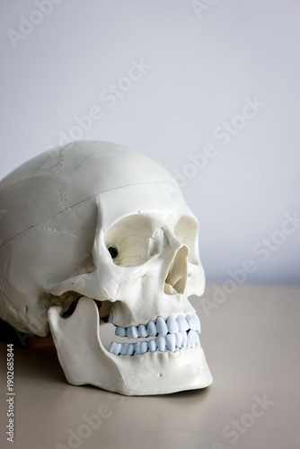 Wallpaper Mural Skull model. Teeth on the skull. Torontodigital.ca