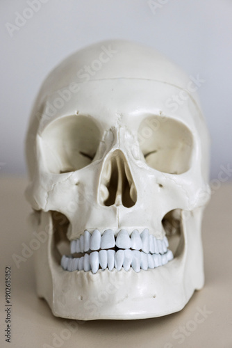 Wallpaper Mural Skull model. Teeth on the skull. Torontodigital.ca