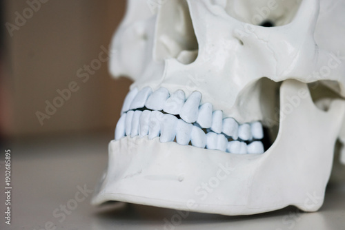 Wallpaper Mural Skull model. Teeth on the skull. Torontodigital.ca