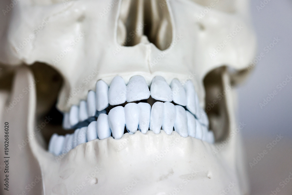 custom made wallpaper toronto digitalSkull model. Teeth on the skull.