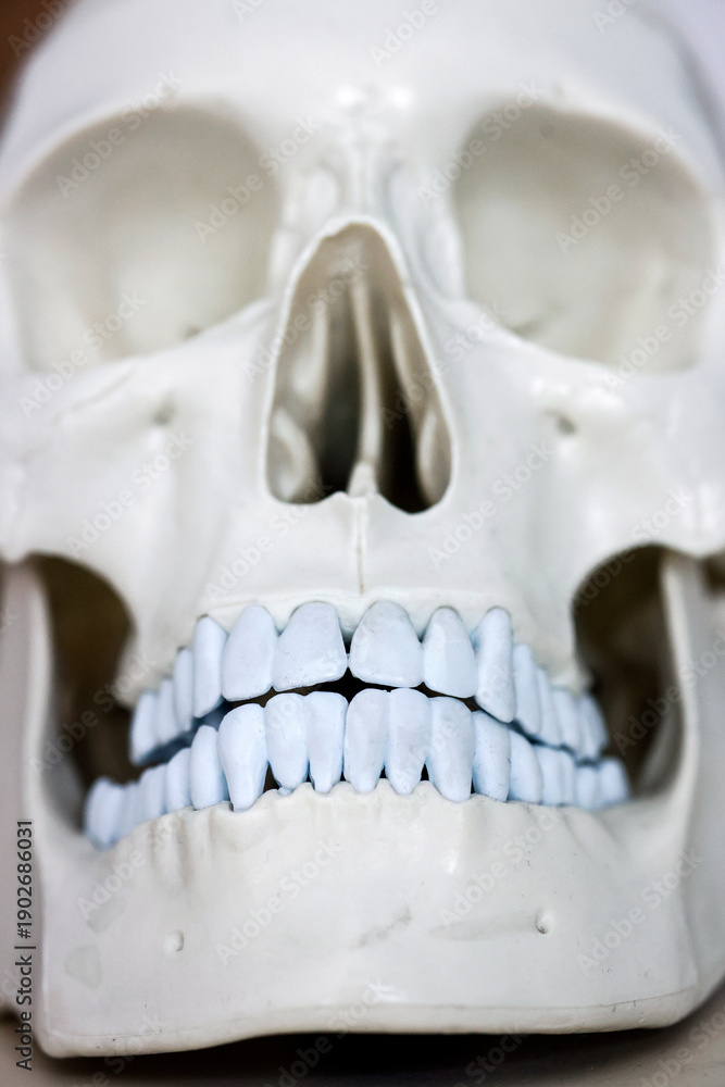 custom made wallpaper toronto digitalSkull model. Teeth on the skull.