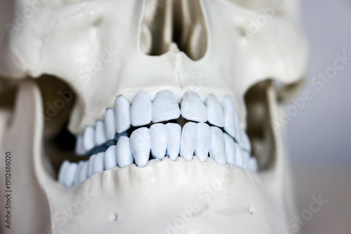 Wallpaper Mural Skull model. Teeth on the skull. Torontodigital.ca