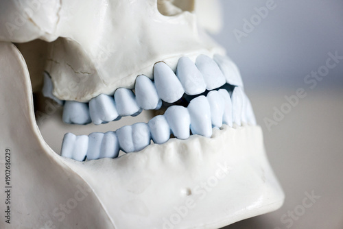 Wallpaper Mural Skull model. Teeth on the skull. Torontodigital.ca