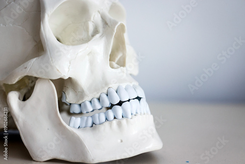 Wallpaper Mural Skull model. Teeth on the skull. Torontodigital.ca