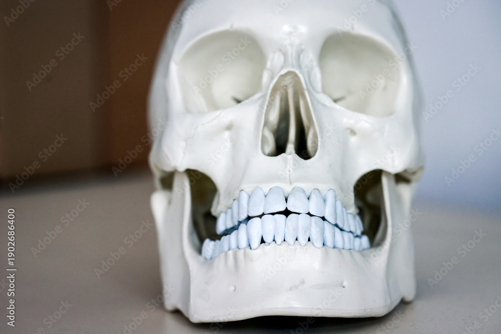custom made wallpaper toronto digitalSkull model. Teeth on the skull.