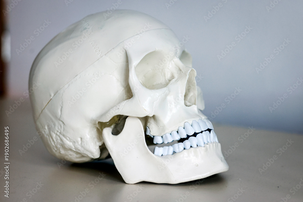 custom made wallpaper toronto digitalSkull model. Teeth on the skull.