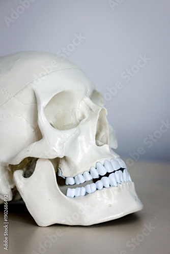 Wallpaper Mural Skull model. Teeth on the skull. Torontodigital.ca