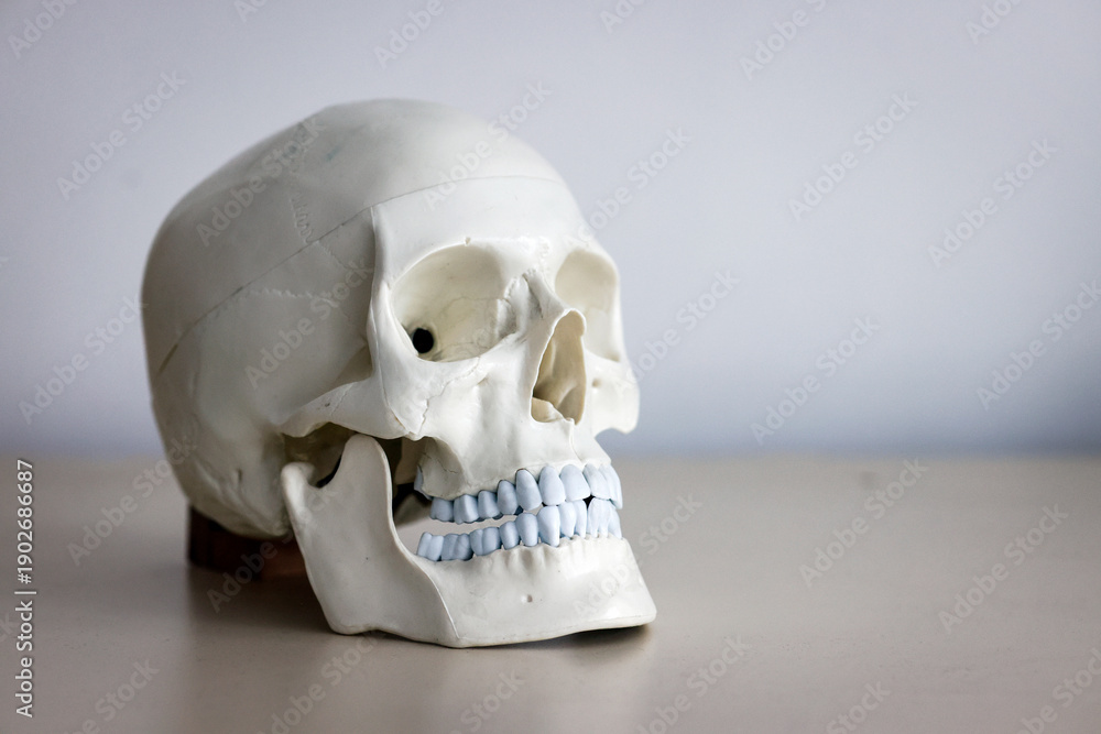 custom made wallpaper toronto digitalSkull model. Teeth on the skull.