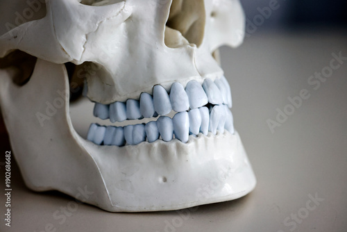 Wallpaper Mural Skull model. Teeth on the skull. Torontodigital.ca