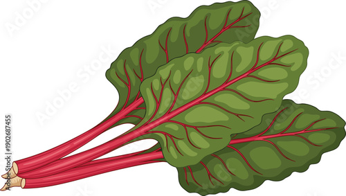 Fresh red Swiss chard vector illustration with dark green leaves and detailed red veins isolated on white background for healthy food, culinary, and garden produce designs.