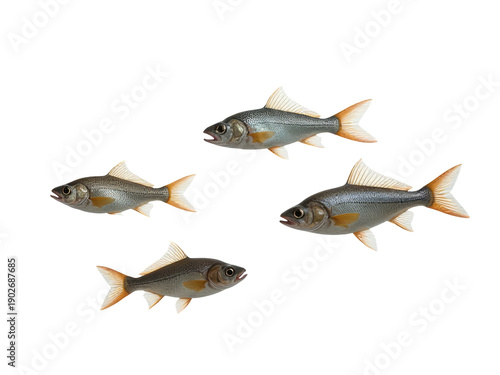 A group of fish swimming closely together in the water, often used as an underwater scene or illustration