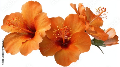 Vibrant orange hibiscus flowers with detailed petals and stamen.