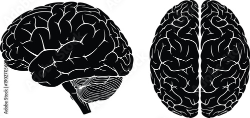 Anatomical Human Brain Vector Illustration Featuring Detailed Black Silhouettes of Side and Top Views of the Cerebral Cortex Isolated on White Background for Medical Design