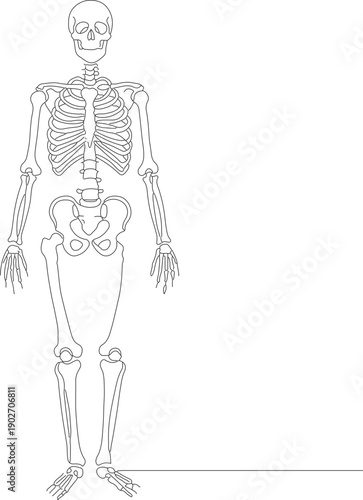 Linear Anatomical Human Skeleton Structure Illustration Isolated on White Background