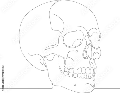 Lineart Anatomical Human Skull Side View Medical Illustration