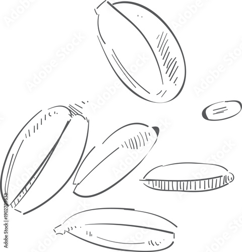 Oatmeal sketch. Raw grain. Farm cereal crop