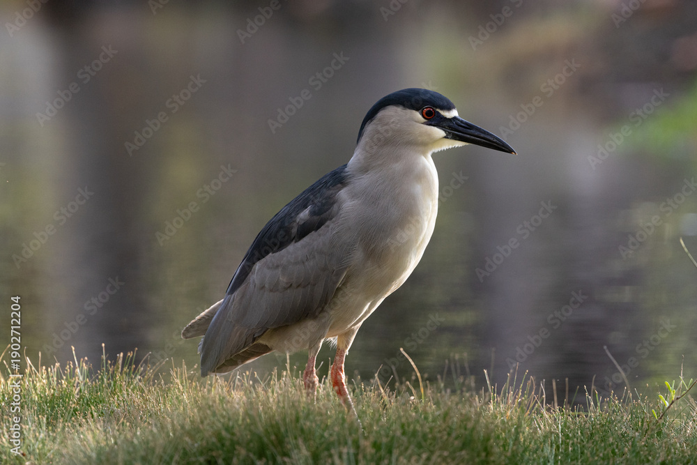 Obraz premium black crowned night heron
