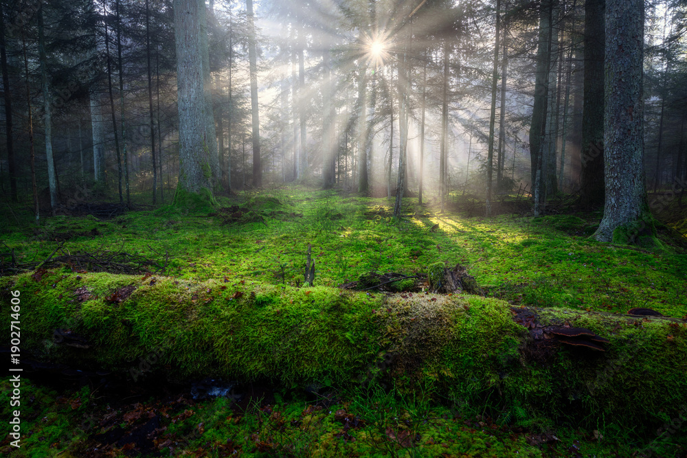 Fototapeta premium Sunny morning in the green forest