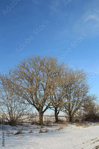 A snowy field with trees