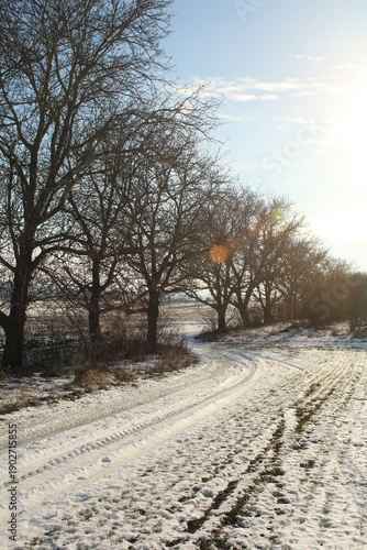 A snowy road with trees on either side of it