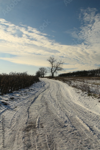 A snowy road with trees on either side of it