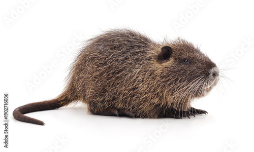 Brown nutria or coypu standing on a white background.