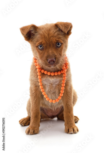 Brown puppy wearing orange beads.