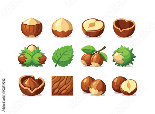 Colorful Hazelnut Icons. Hazelnut. Colorful flat vector icons set of hazelnut: whole hazelnut, shelled hazelnut, hazelnut half, hazelnut kernel, hazelnut