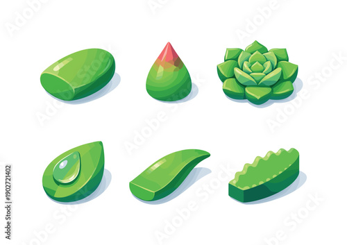 Succulent close-up. Isometric flat vector icons set of succulent close-up: thick fleshy leaf, pointed succulent tip, rosette petal structure,