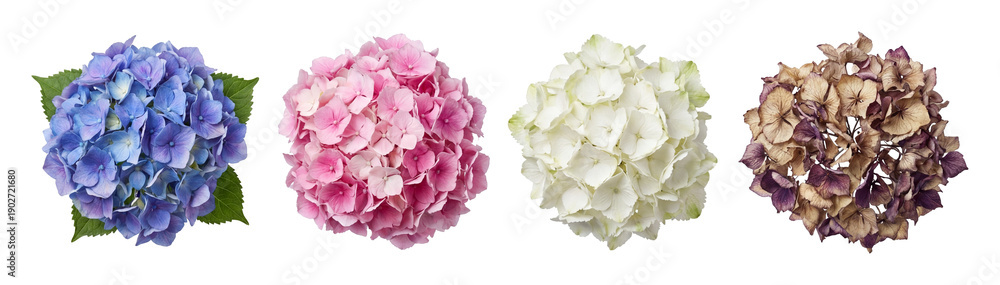 Fototapeta premium Hydrangea head set.