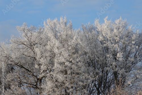 Bild auf Leinwand neige arbre