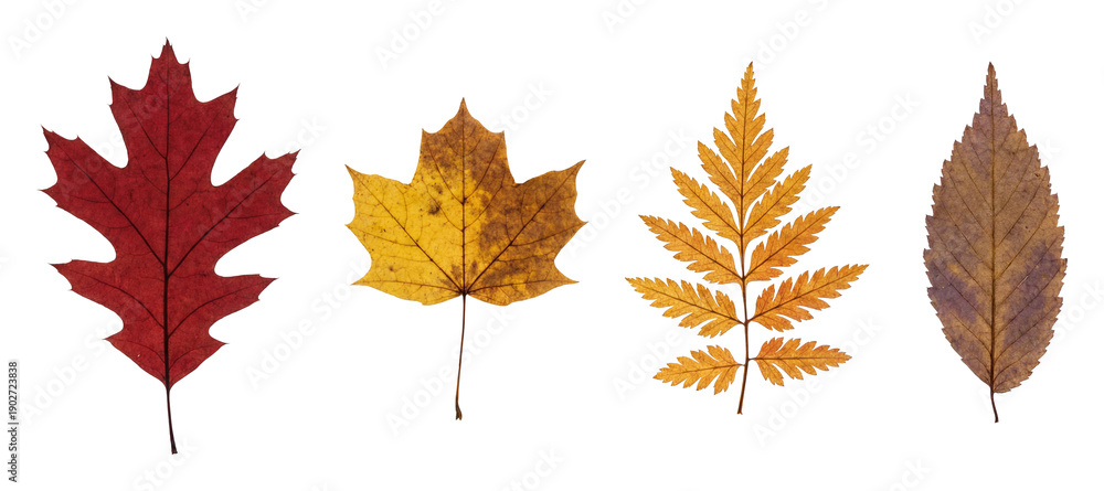 Fototapeta premium Pressed leaves set.