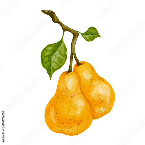 Colorful summer fruit: yellow pear. Vector graphics.