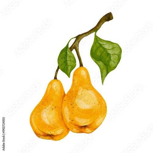 Colorful summer fruit: yellow pear. Vector graphics.
