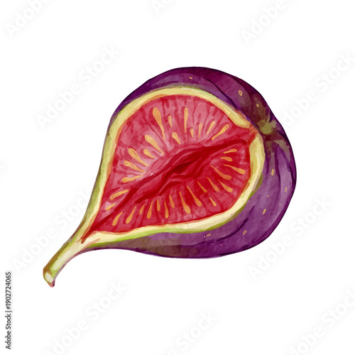 Colorful ripe fig tree fruit. Vector graphics.