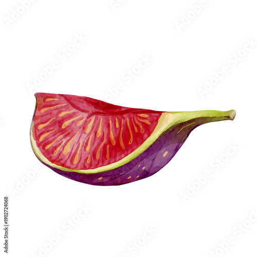 Colorful ripe fig tree fruit. Vector graphics.