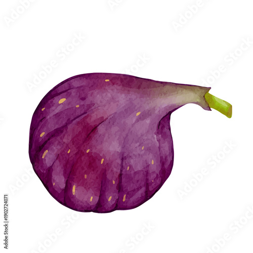 Colorful ripe fig tree fruit. Vector graphics.