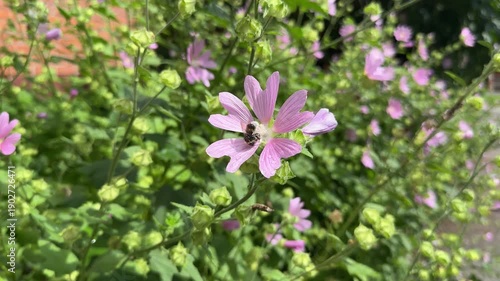 Wallpaper Mural Lavatera. Hatma of Thuringia. Large purple flowers on a green background. Torontodigital.ca