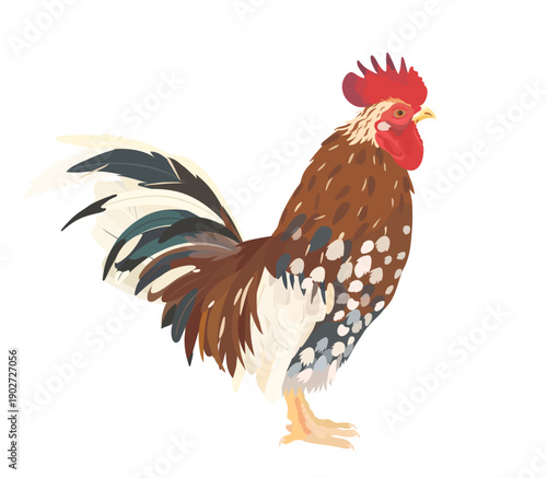 Cute cartoon farm bird collection. Vector illustration of Rooster (Cock) isolated on white background.
