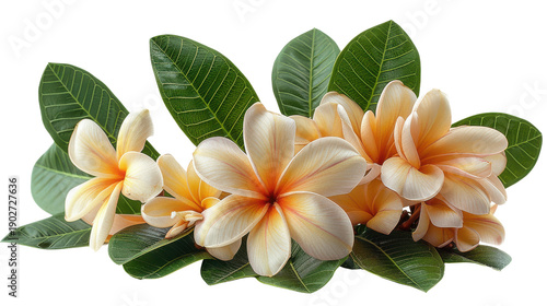Frangipani plumeria flower isolated on a white background with soft white petals and a yellow center