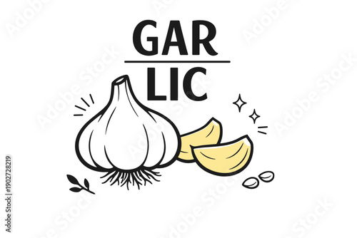Garlic illustration with bulb and cloves on white background