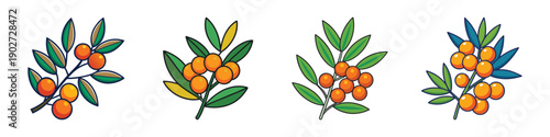 Sea Buckthorn Berries Branches Set Flat Design Vector Illustration