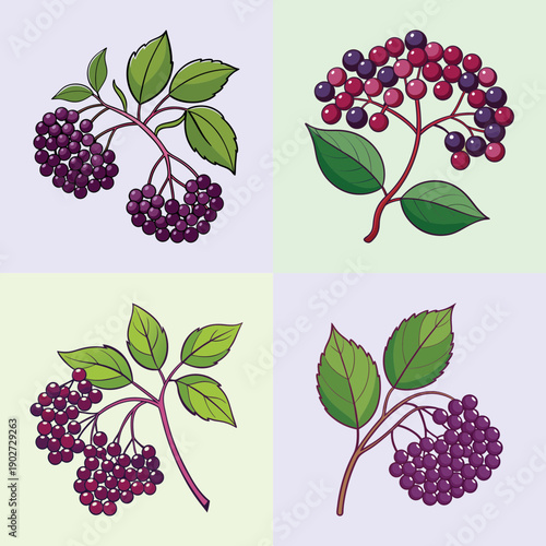 Elderberry Plant with Berries and Leaves Flat Design Vector Illustration
