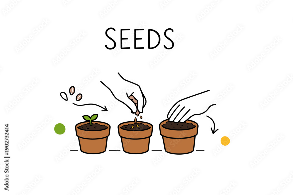 Fototapeta premium Steps of seed planting in pots: germination, growth, and care guide