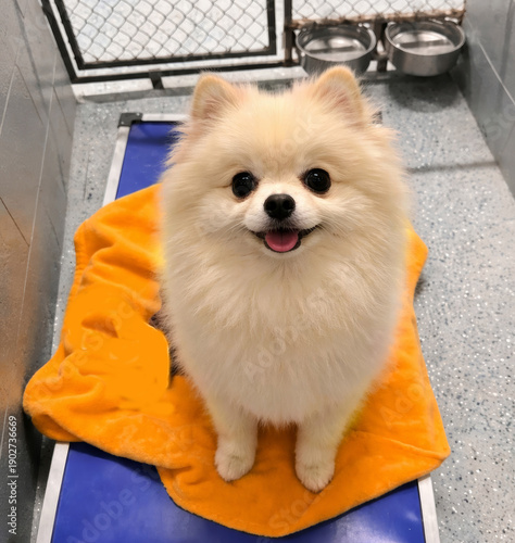 Принти на полотні A small cream-colored rescue Pomeranian dog sits waiting for a family inside a clean kennel enclosure
