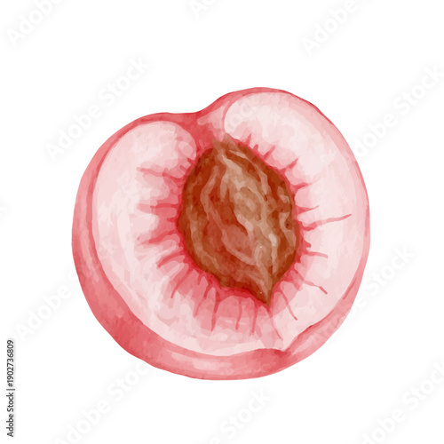 Colorful summer fruit: ripe peach, nectarine. Vector graphics.