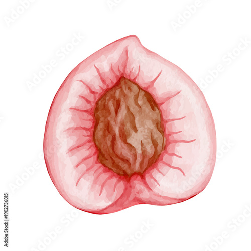 Colorful summer fruit: ripe peach, nectarine. Vector graphics.