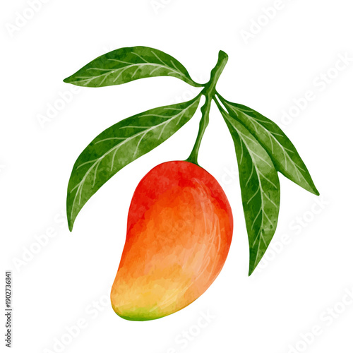 Juicy, ripe tropical mango fruits. Vector graphics.