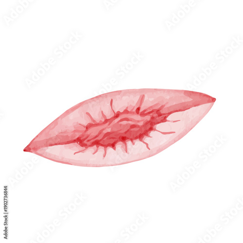 Colorful summer fruit: ripe peach, nectarine. Vector graphics.